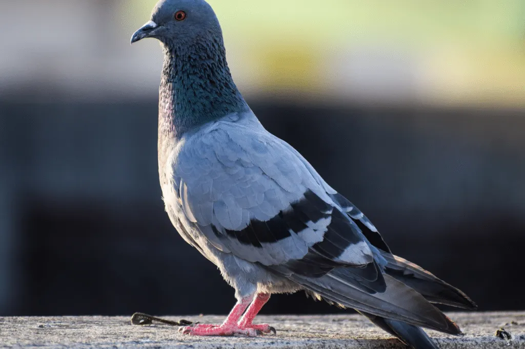 piccione malattie