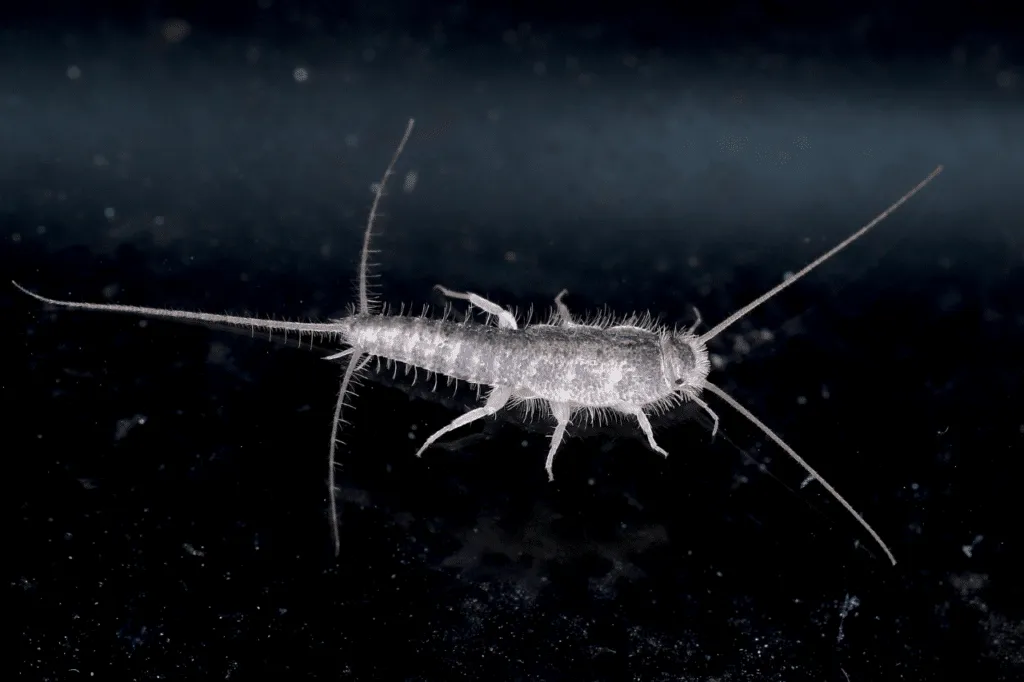 pesciolini d'argento sono pericolosi