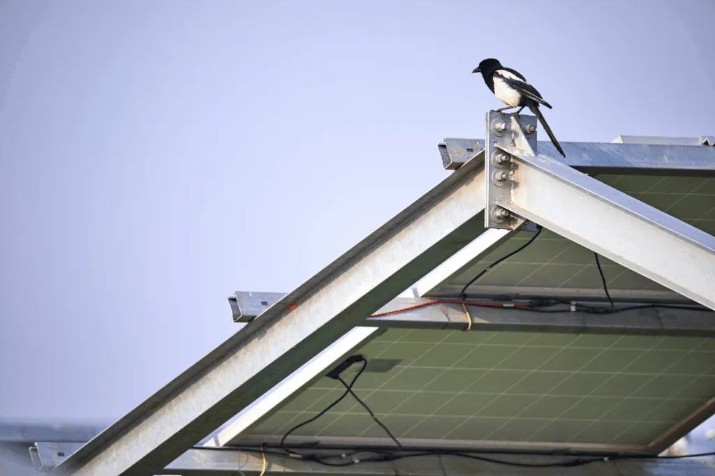 barriera anti piccioni per pannelli fotovoltaici