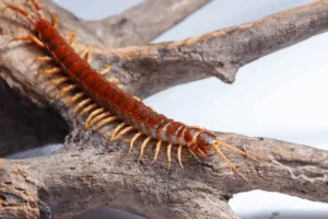 disinfestazione scolopendra italiana disinfestazione scolopendra italiana