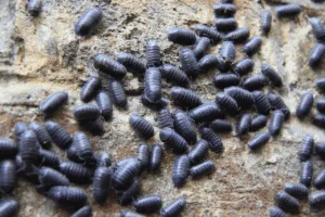 crostacei di terra crostacei di terra