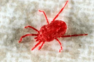 acaro trombicula larva