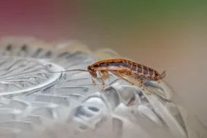 i fuochisti insetti i fuochisti insetti