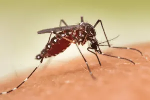 insetti che succhiano il sangue insetti che succhiano il sangue