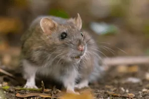 ratto norvegese