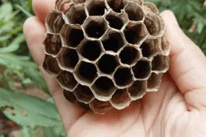 vespe sotto terra