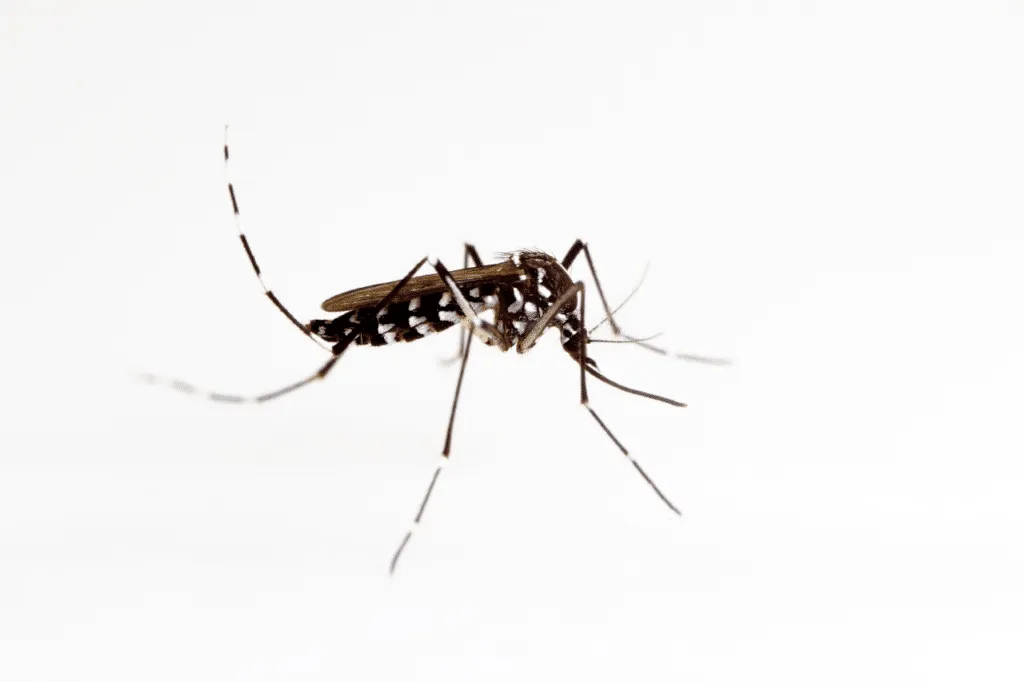 Zanzara Dengue