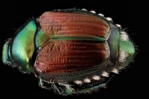 feromoni per popillia japonica feromoni per popillia japonica