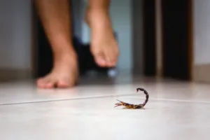 scorpione in casa cosa fare scorpione in casa cosa fare