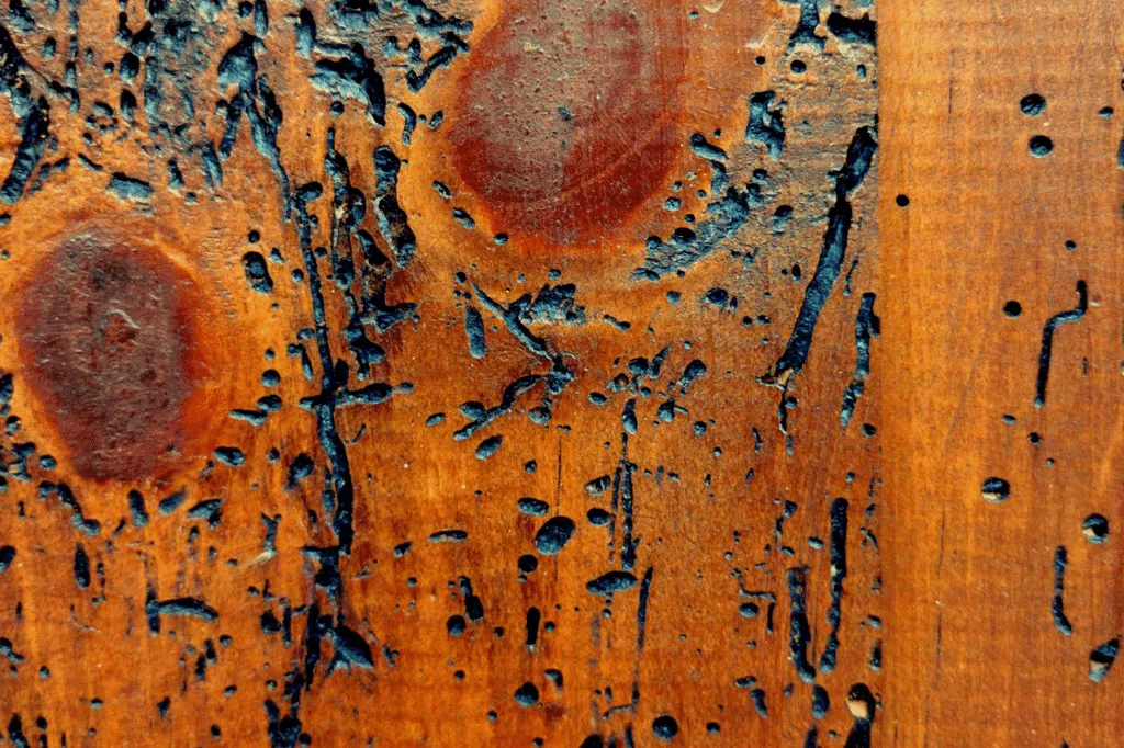 Un pezzo di legno rovinato dal capricorno delle case