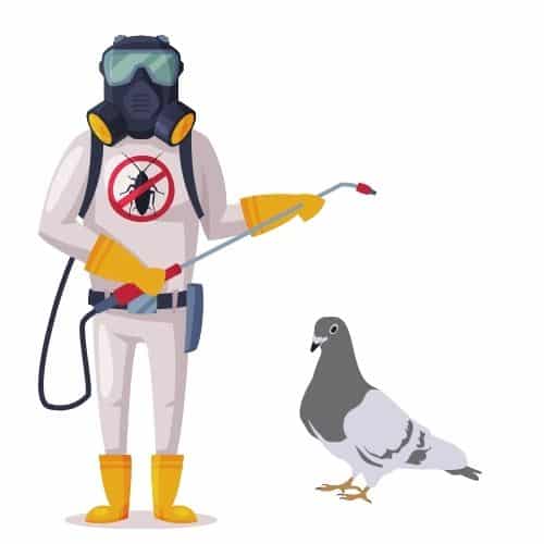 disinfestatore piccioni a Milano