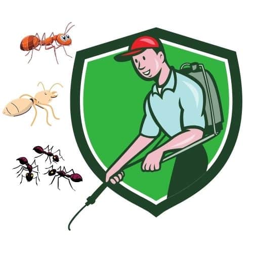 disinfestazione formiche milano nuovo