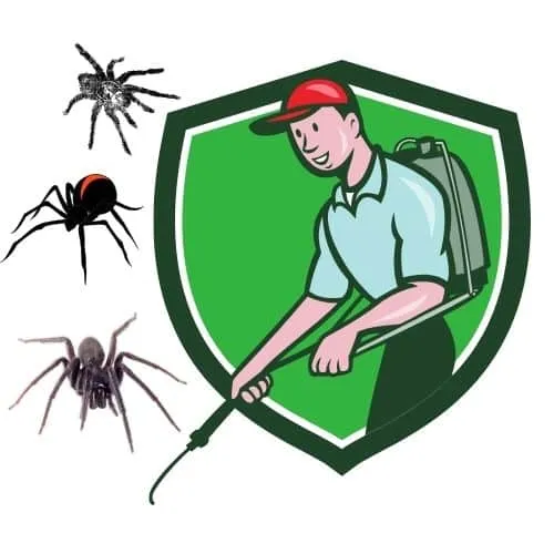 disinfestazione ragni milano