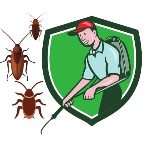 Disinfestazione scarafaggi Milano, eliminiamo le blatte