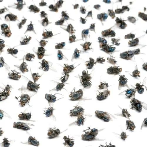 infestazione da mosche