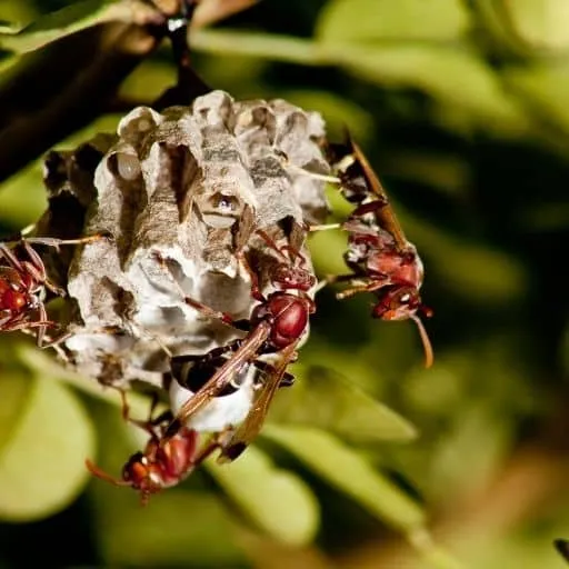 nido di calabrone