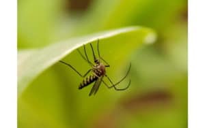 come combattere le zanzare in giardino