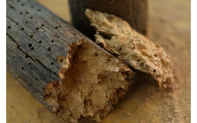 come accorgersi dei tarli del legno
