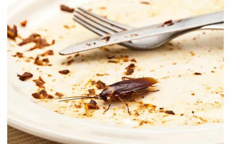 scarafaggi in cucina come eliminarli