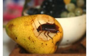 scarafaggi in cucina da dove arrivano
