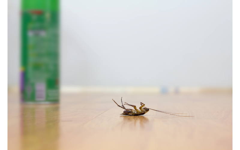scarafaggi in cucina