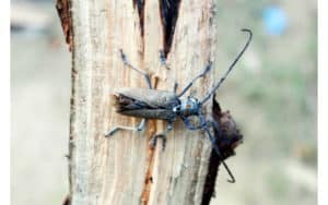 insetti xilofagi del legno
