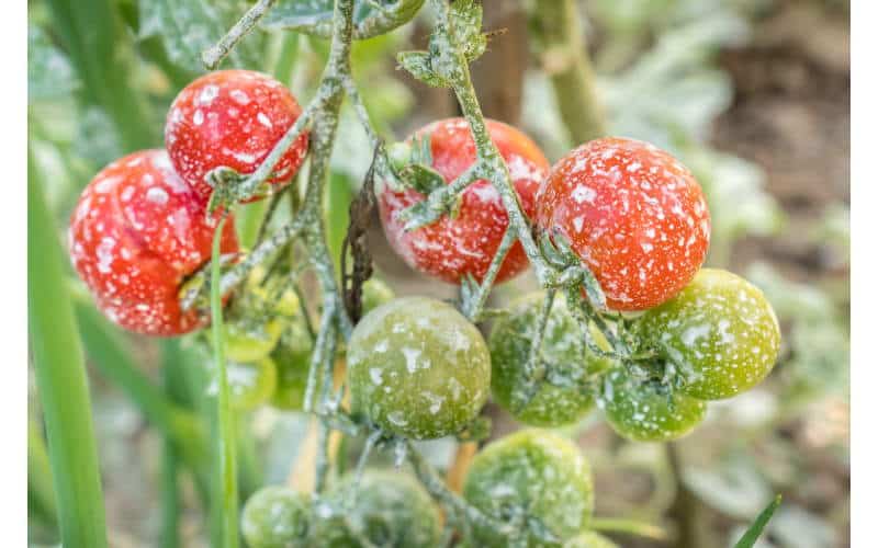 pesticidi e danni alla salute
