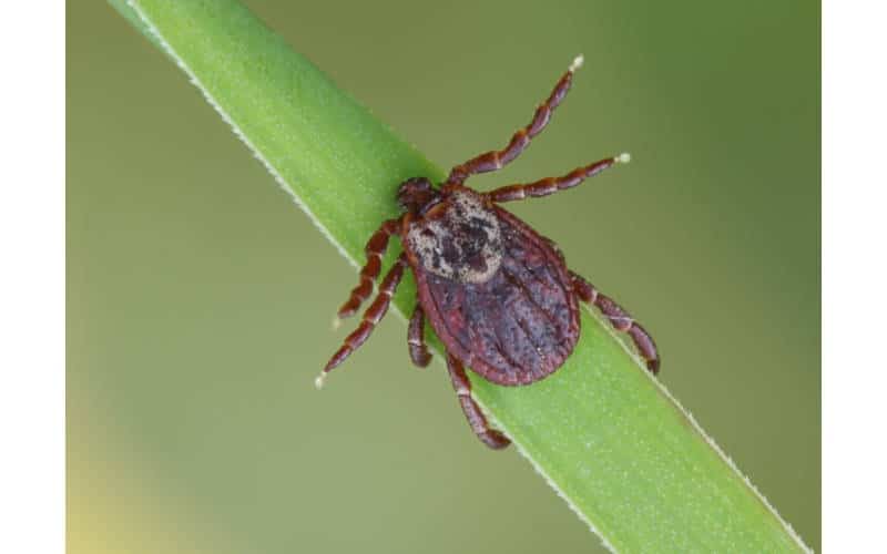 argus reflexus puntura