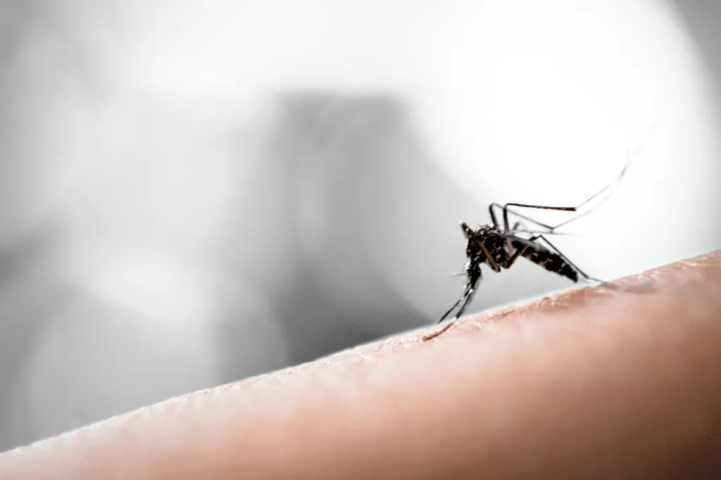 Un esemplare di pappataci mentre punge un essere umano