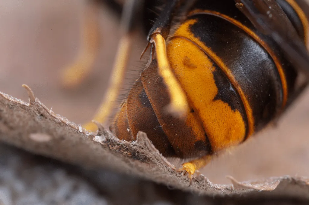 disinfestazione vespa velutina