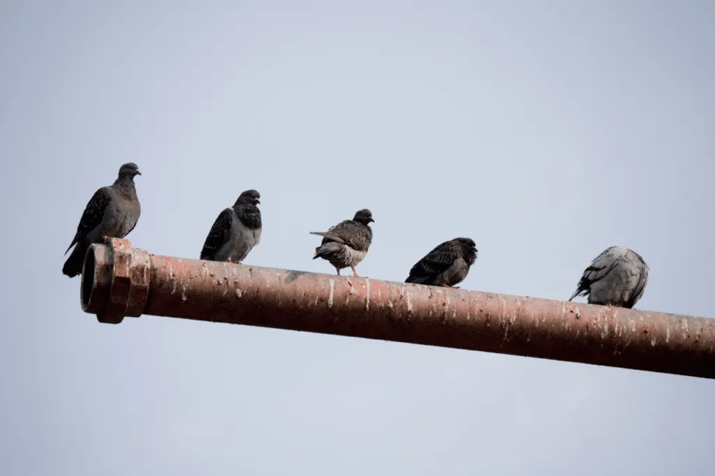 come allontanare i piccioni dal terrazzo
