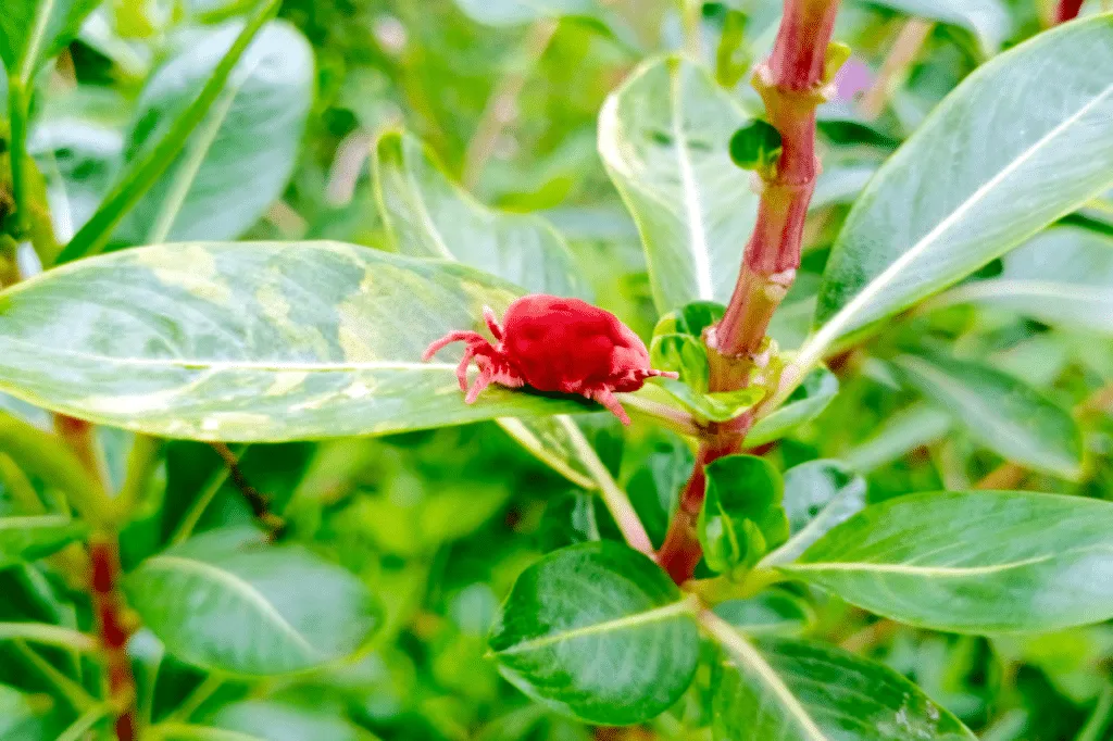disinfestazione acari rossi Milano