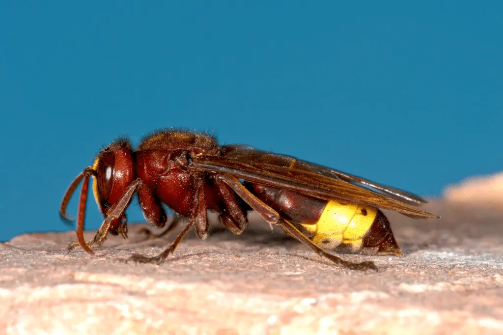 Vespa orientalis