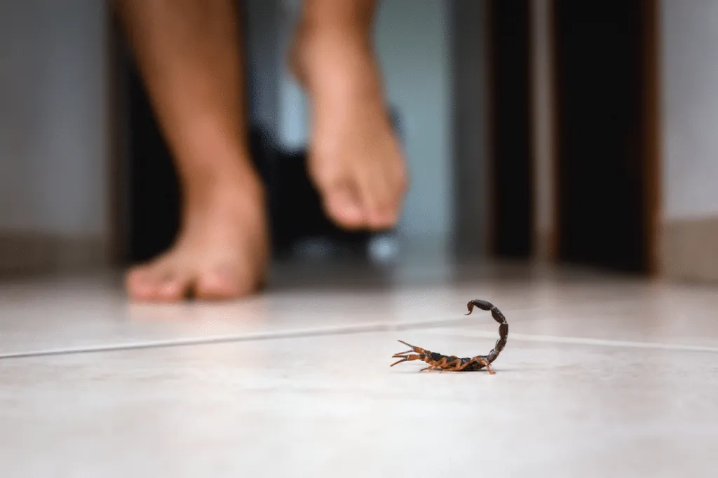 scorpioni disinfestazione