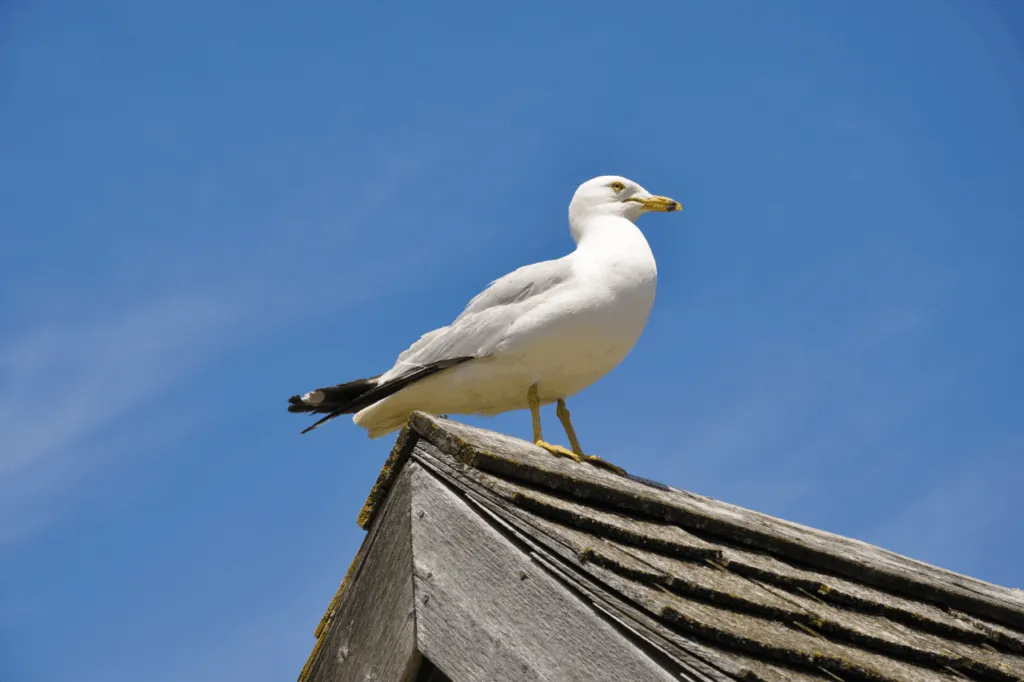 scaccia gabbiani