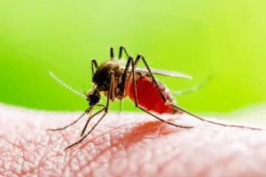 zika virus