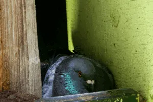 piccioni nido piccioni nido