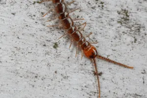 disinfestazione scolopendra gigantea disinfestazione scolopendra gigantea
