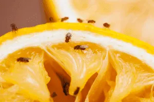 come eliminare i moscerini da casa