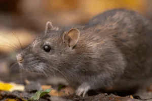 ratto grigio