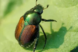 insetticidi per popillia japonica insetticidi per popillia japonica
