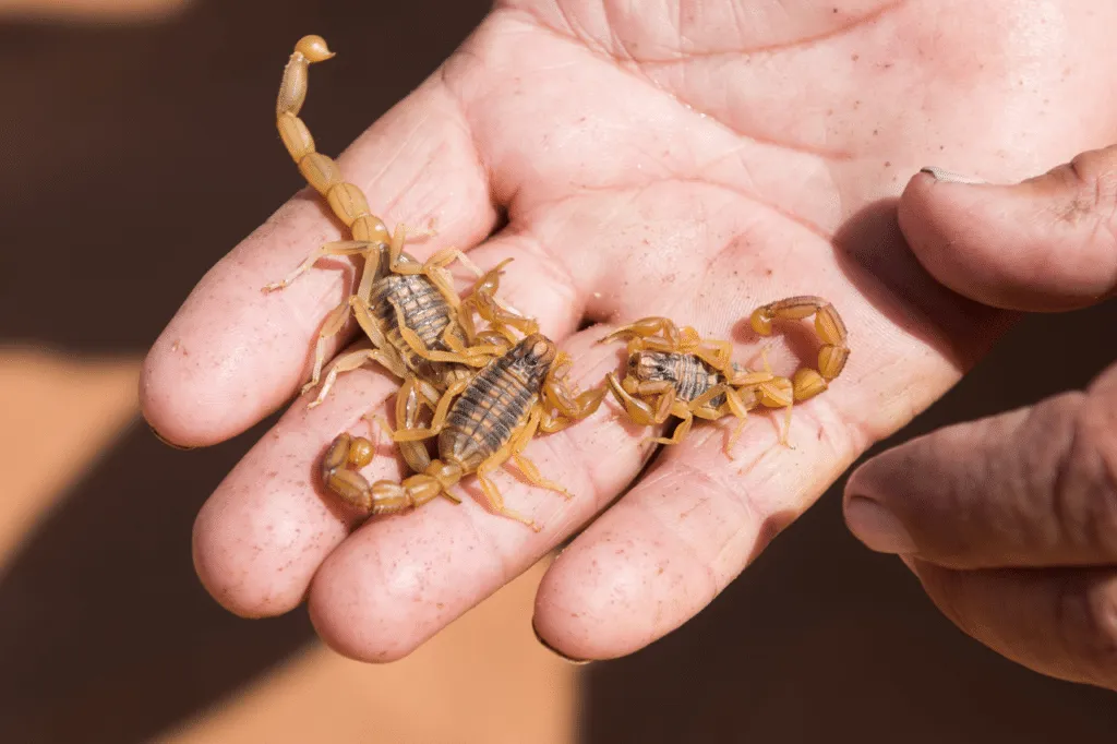 infestazione scorpioni