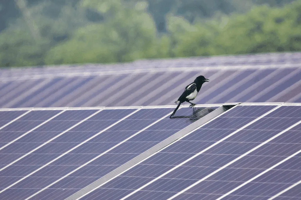 dissuasori piccioni pannelli fotovoltaici