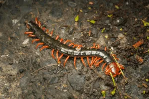 disinfestazione scolopendra cingulata disinfestazione scolopendra cingulata
