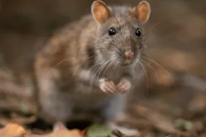 ratto delle fogne