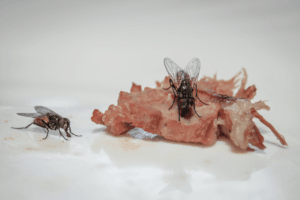 infestazione di mosche