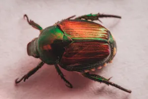 larve di popillia japonica larve di popillia japonica