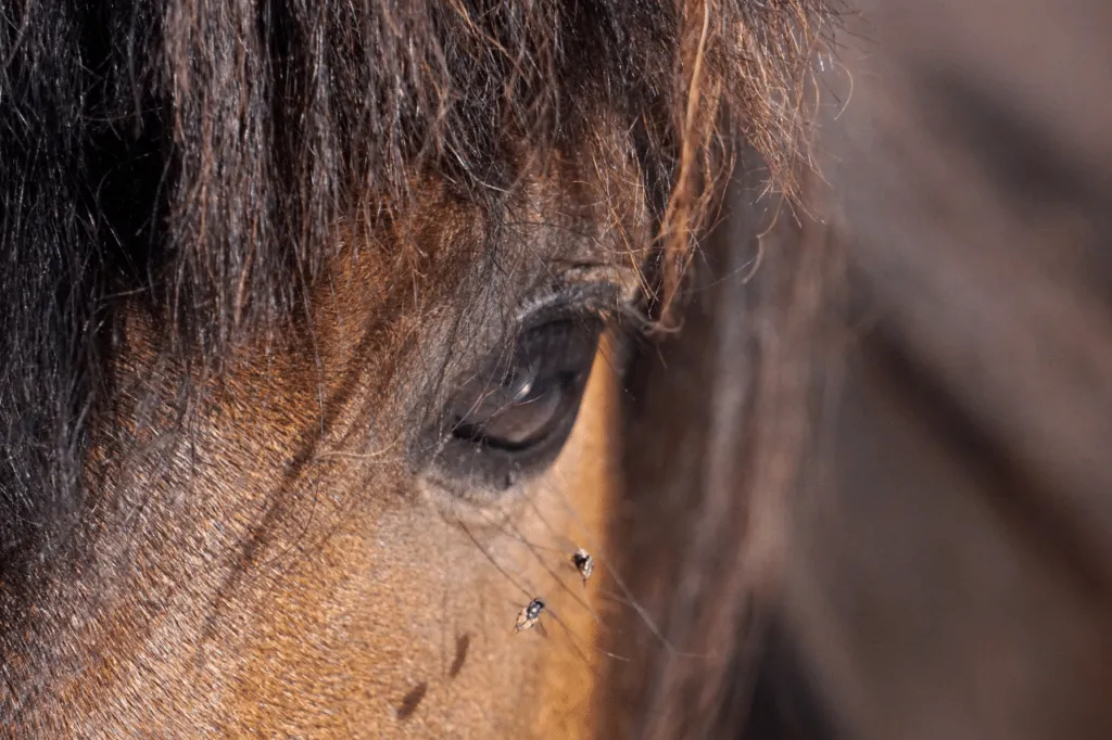 Un cavallo invaso da diverse specie di tafani