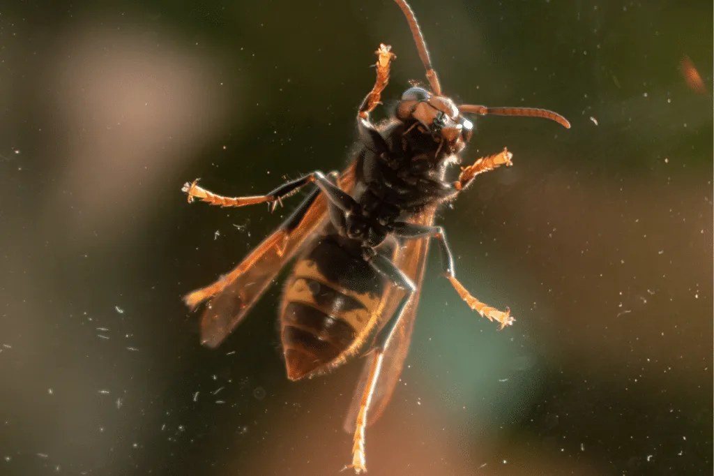 vespa velutina