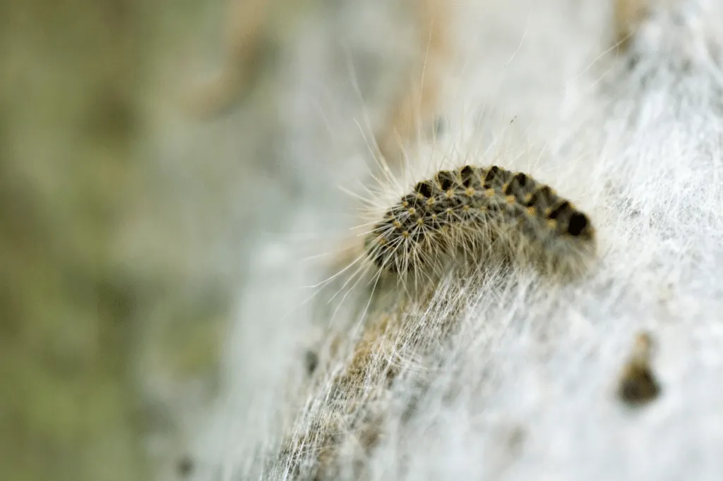 La processionaria pini è una delle specie più dannose per i boschi di conifere.